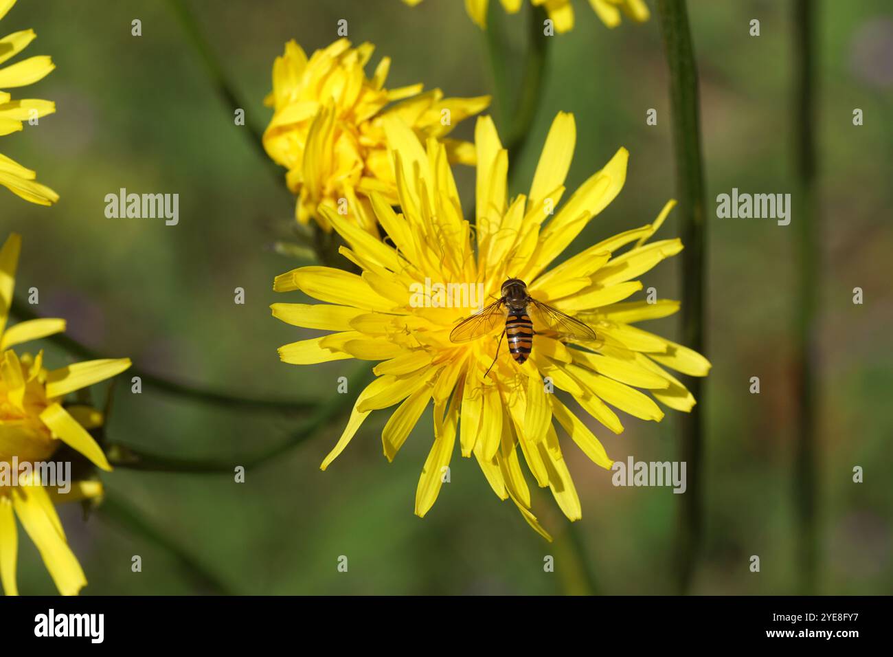 Marmelade hoverfly (Episyrphus balteatus) auf gelb blühendem rauen Karettbart (Crepis biennis). Frühling, Mai, Niederlande Stockfoto