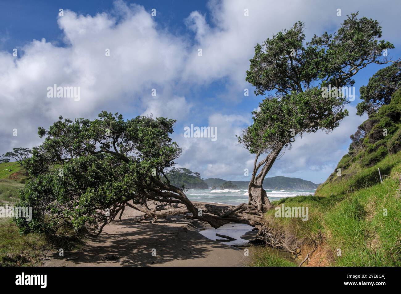 Elliot Bay, Nordinsel, Neuseeland Stockfoto