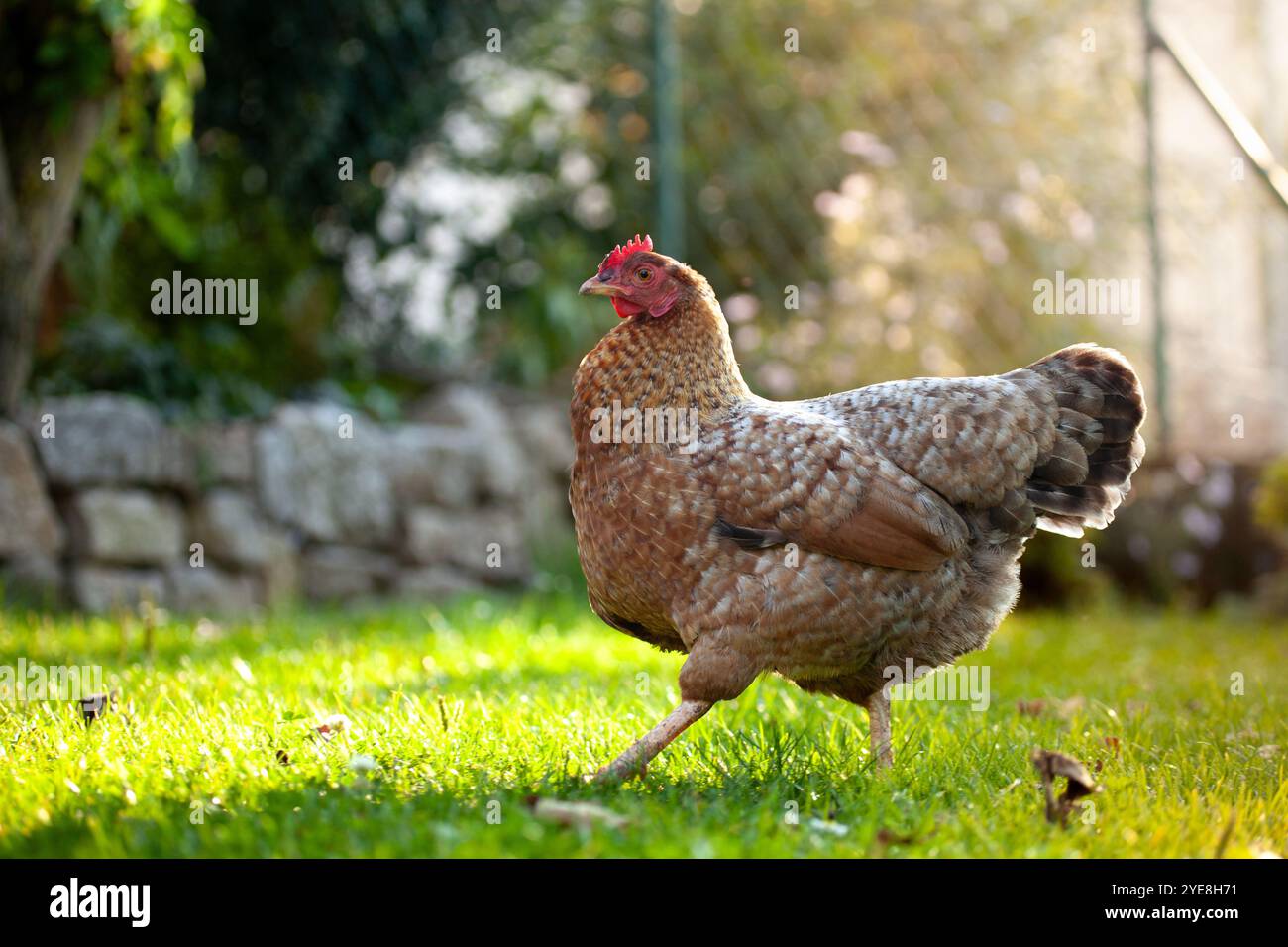 Ein Bielefelder Kennhuhn, deutsche Hühnerrasse. Braunes Huhn in einem bayerischen Hinterhof/Garten. Sonnenuntergang Stockfoto