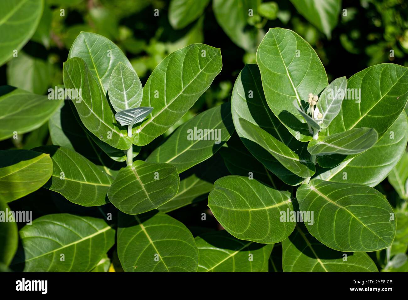 Calotropis gigantea, auch bekannt als Riesenmilchweed oder Kronenblume, ist wahrscheinlich das größte Milchweed von allen, das mehr als 10 Fuß hoch ist. milchsaft austritt f Stockfoto