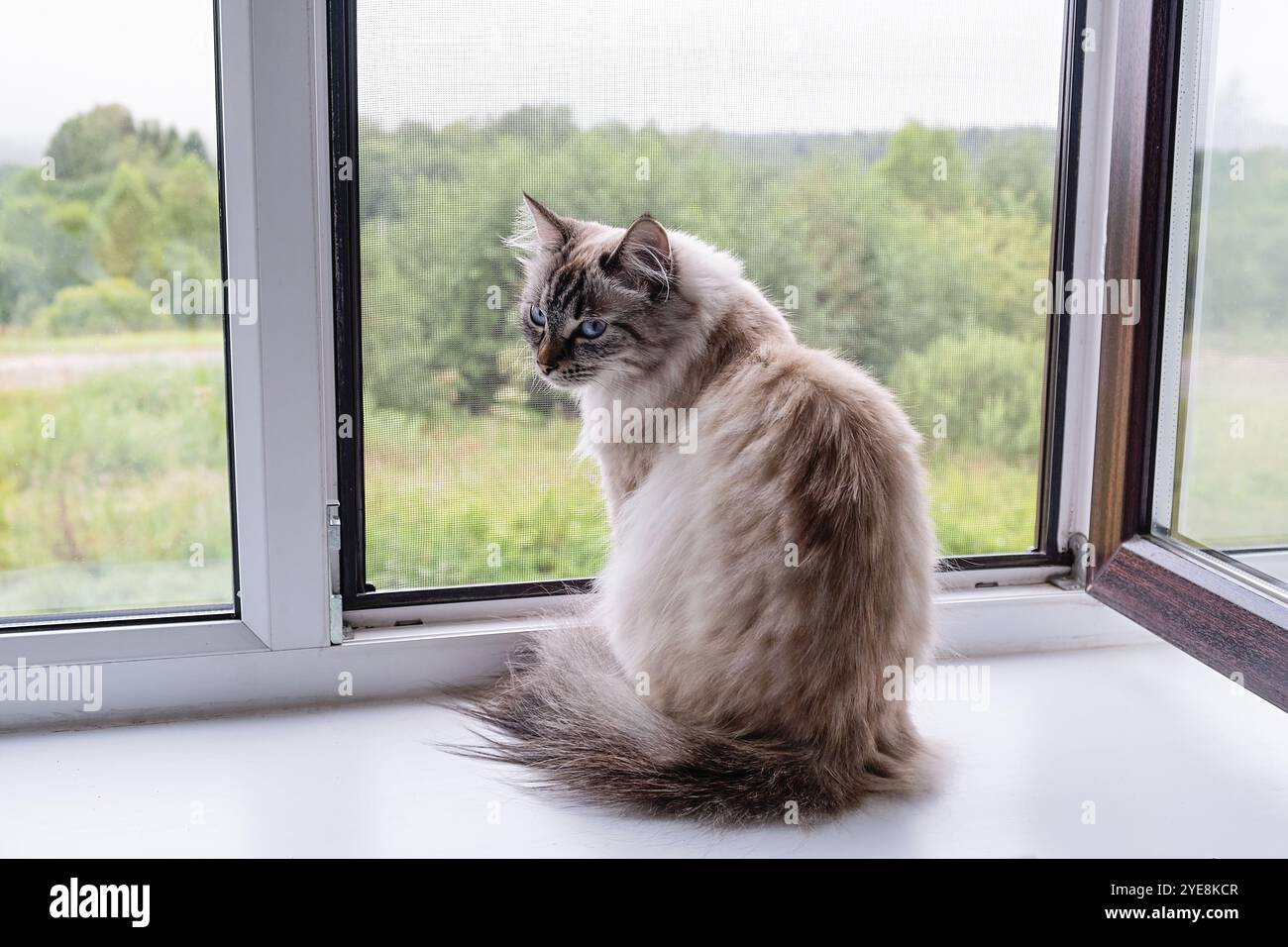 Neva Maskerade Katze sitzt am Fenster und blickt auf die Bäume. Nahaufnahme. Stockfoto