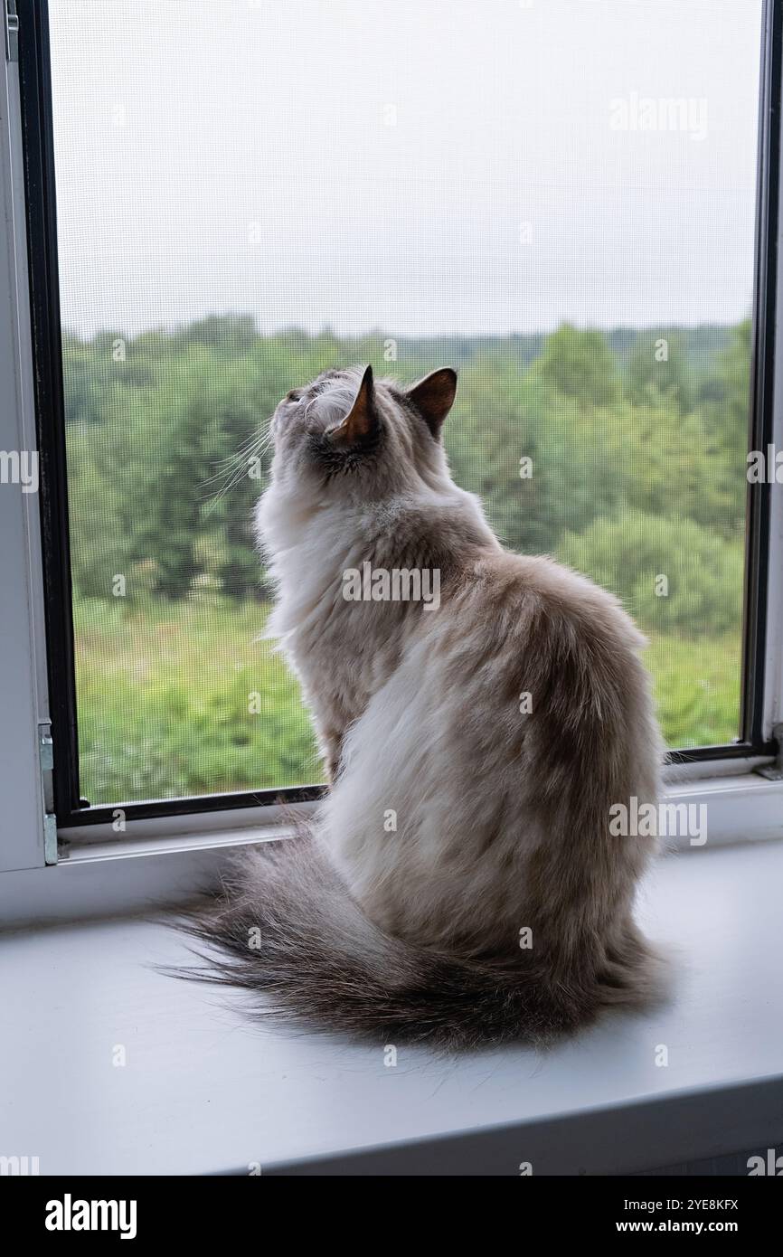 Neva Maskerade Katze sitzt am Fenster und blickt in den Himmel. Nahaufnahme. Vertikaler Freischnitt. Stockfoto