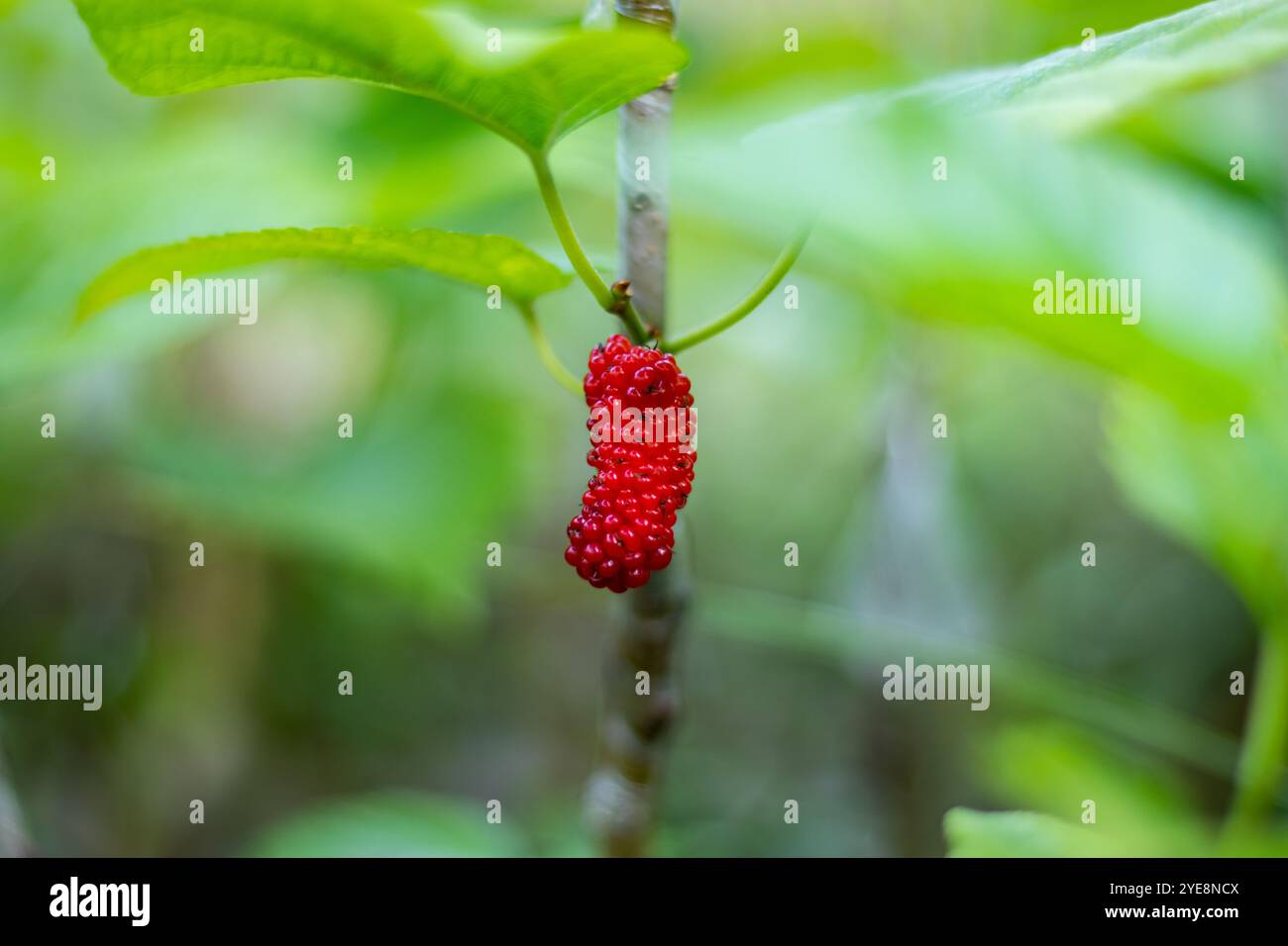 Maulbeeren beginnen grün, wenn der Baum zum ersten Mal zu fruchten beginnt, werden rot, sobald sie Reifen, und werden tiefviolett, schwarz. Maulbeerrot fr Stockfoto