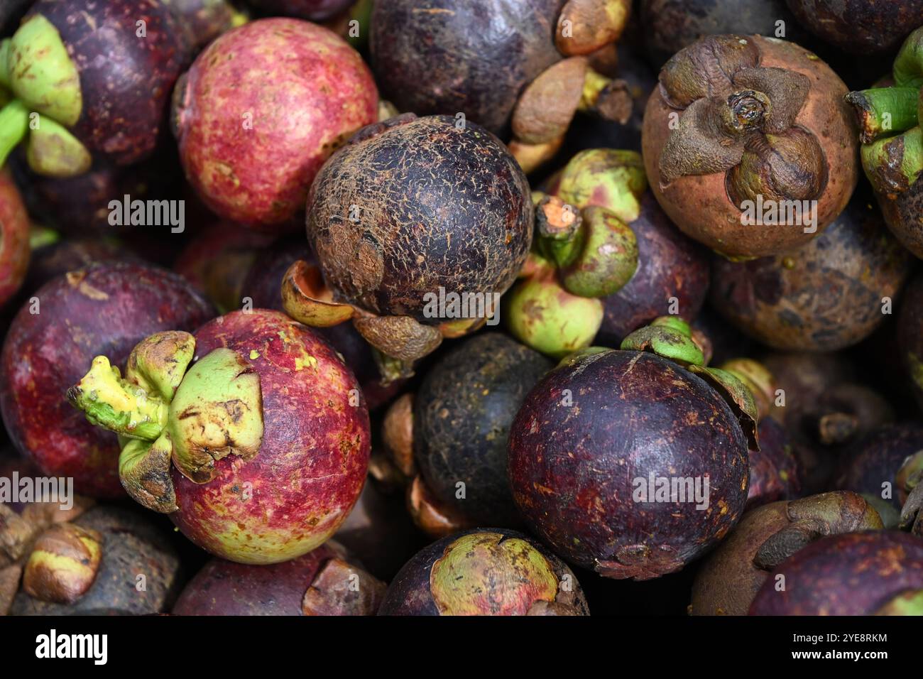 Eisenbahnmarkt Thailand, Nahaufnahme von Mangostan, eine tropische Frucht, süß und würzig Geschmack im Mae klong, Eisenbahnmarkt Thailand Bangkok, Asien. Stockfoto