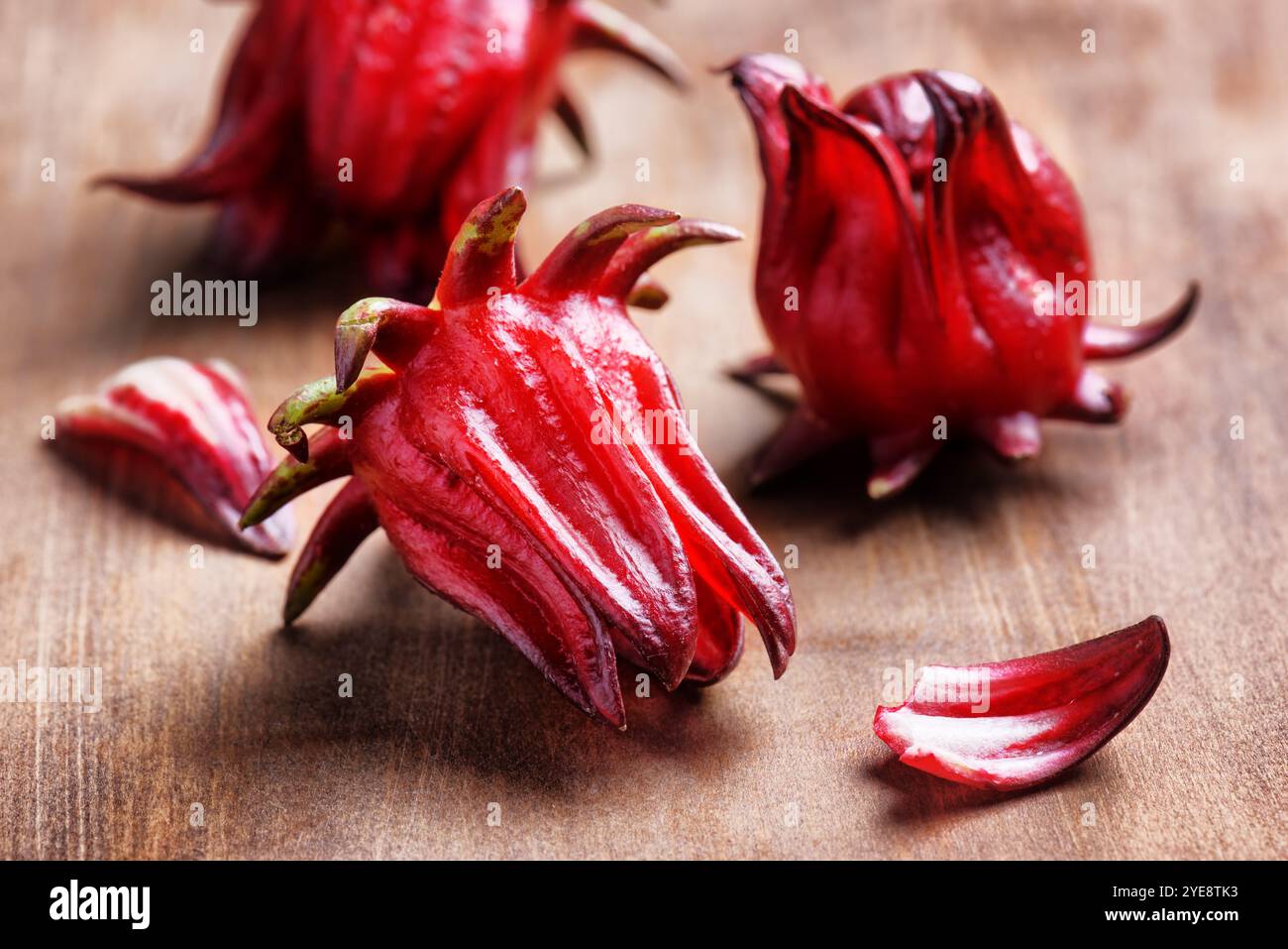 Nahaufnahme der magentafarbenen Kelche (Sepalen) der roselle-Blüten Stockfoto