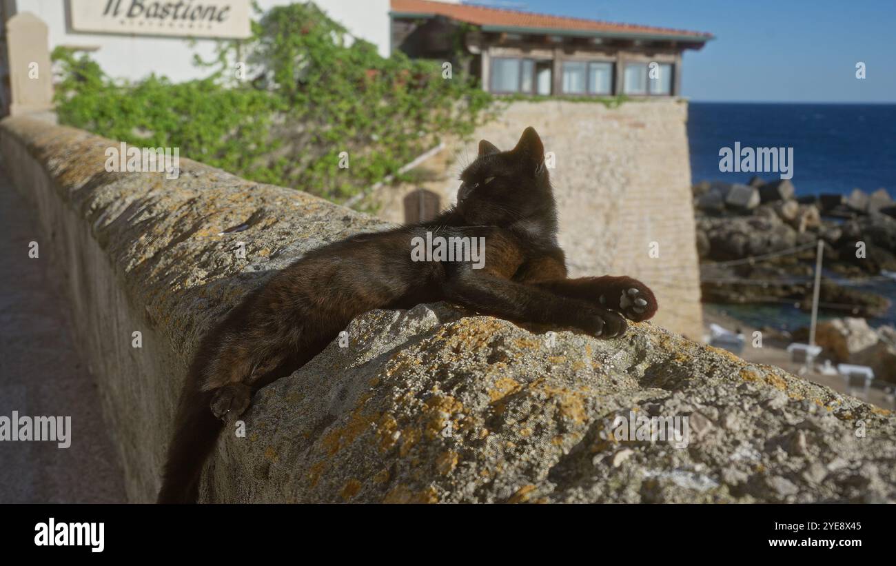 Eine schwarze Katze loungiert auf einer Steinmauer mit Blick auf das Meer und die Gebäude in gallipoli, apulien, italien, die die entspannte Atmosphäre und das Archit demonstrieren Stockfoto