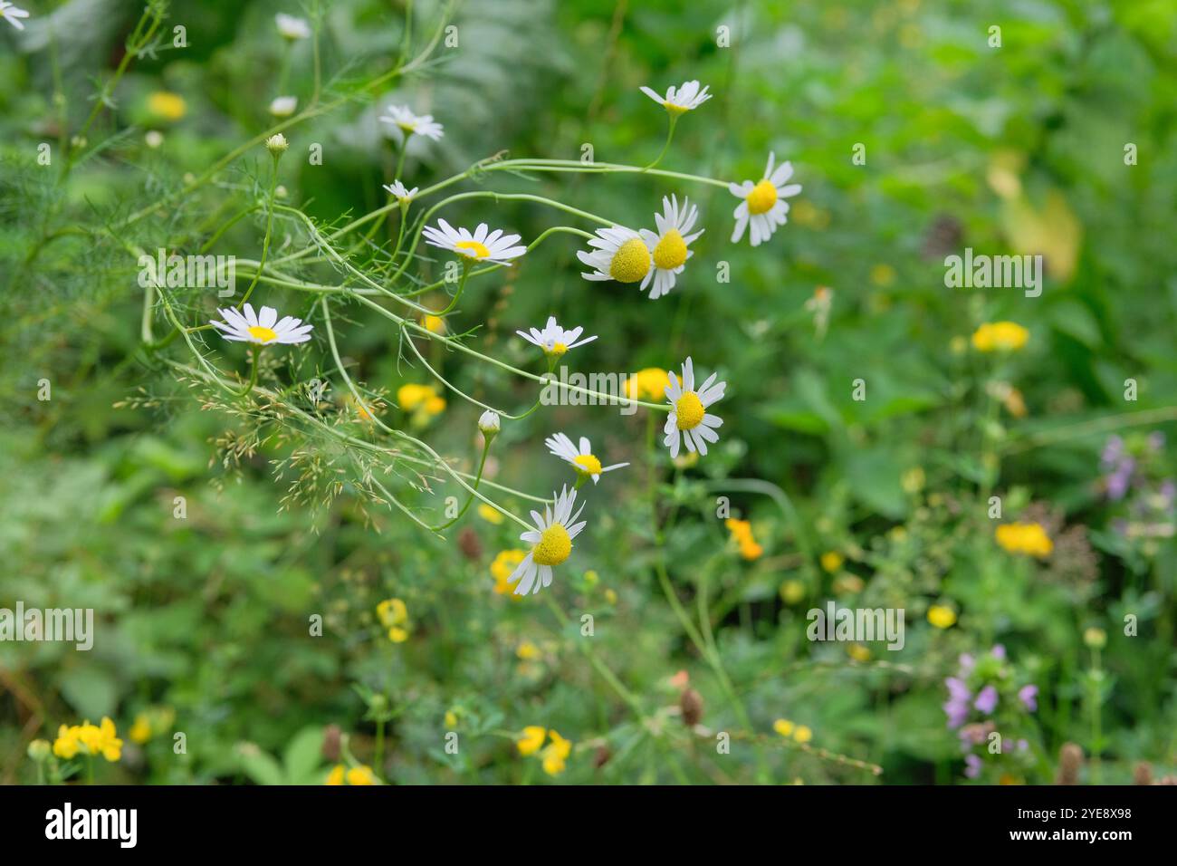 Pharmazie Kamille im Gartenbau. Blühende Gänseblümchen. Die Apotheke Kamille blüht. Hüttengarten. Stockfoto