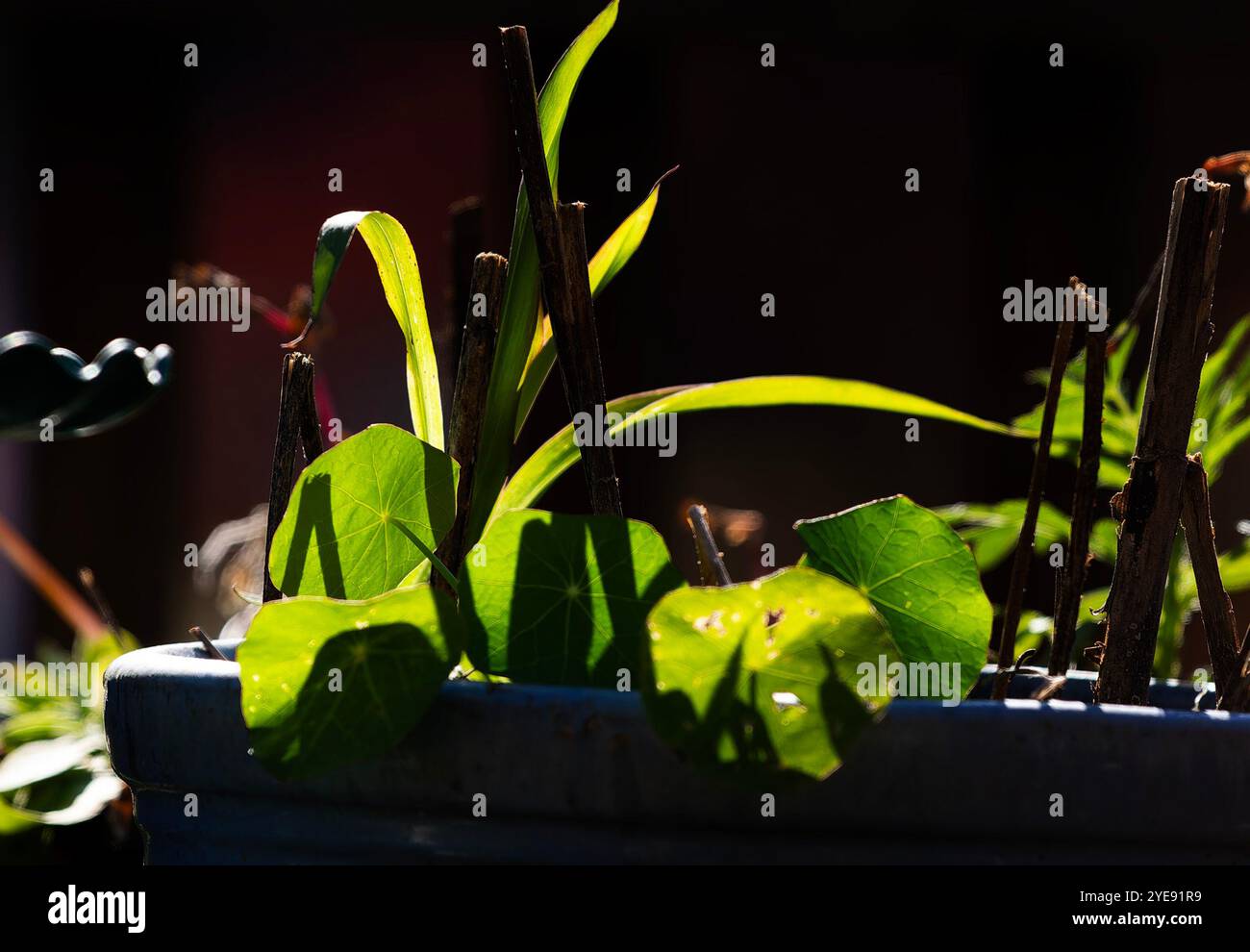 Herbstlicht auf Gartenblättern Stockfoto