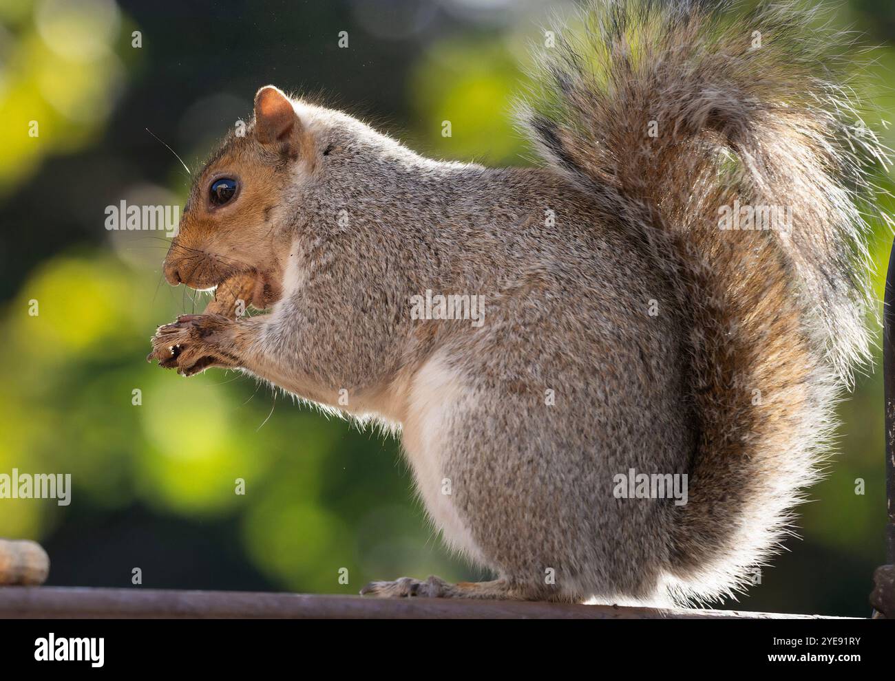 Ein Eichhörnchen mit Erdnuss auf dem Deck Stockfoto
