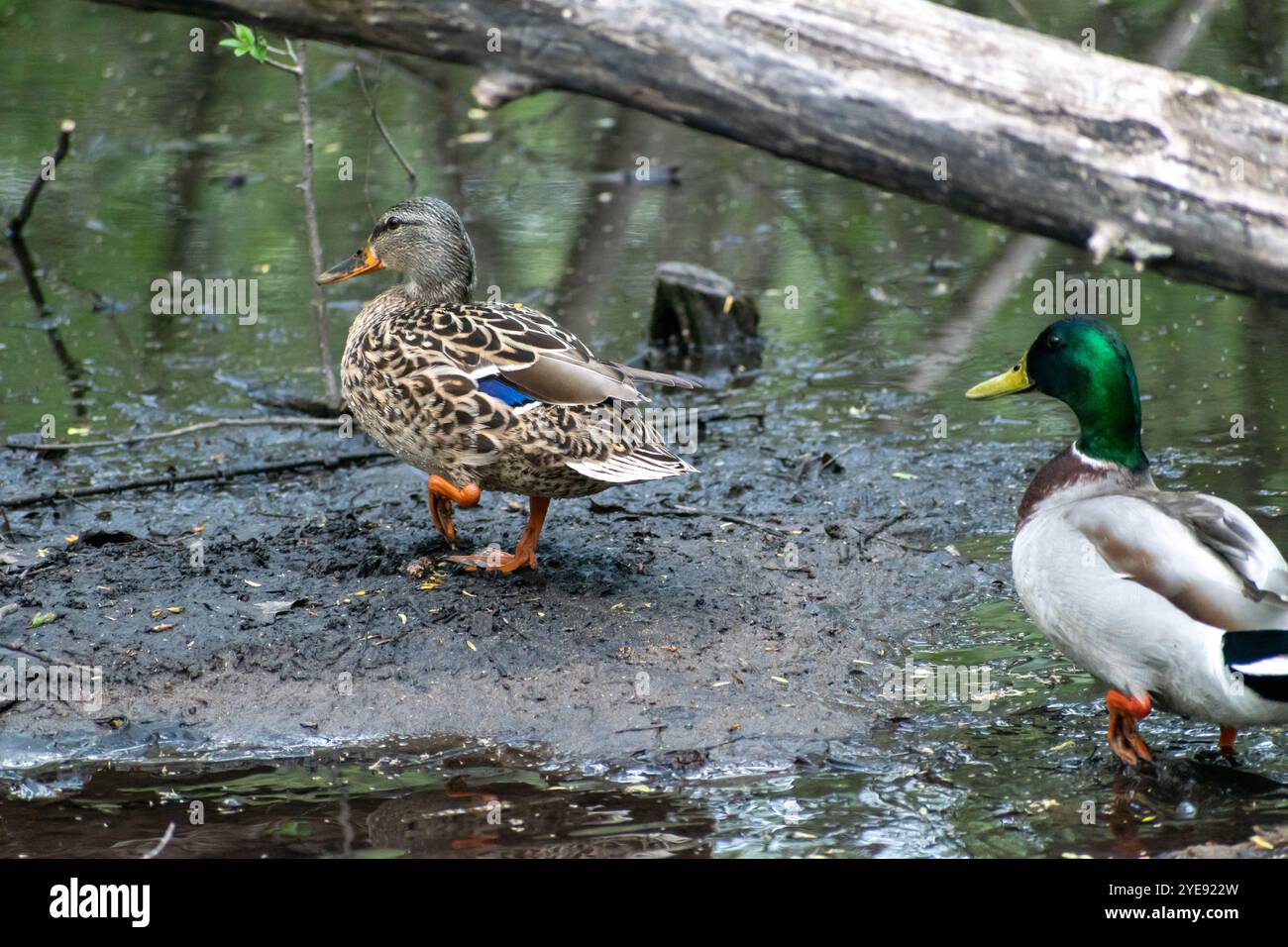 Zwei Stockenten, die von der Kamera weg ins Teichwasser in Minnesota gehen. Stockfoto