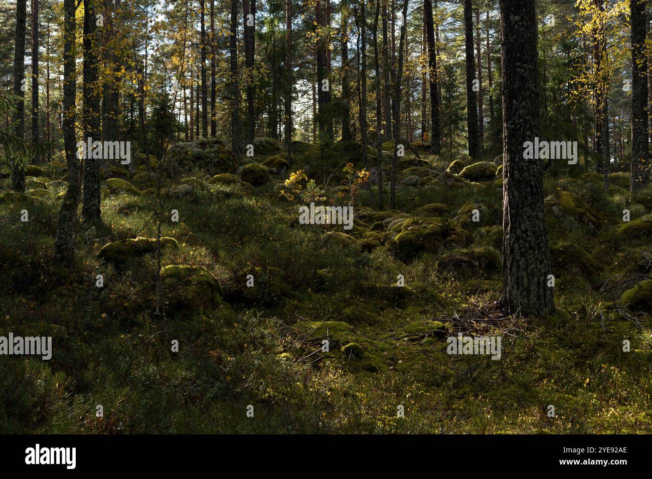 Schwedische Natur und Landschaft im Herbst. Schöner Wald mit Bäumen. Stockfoto