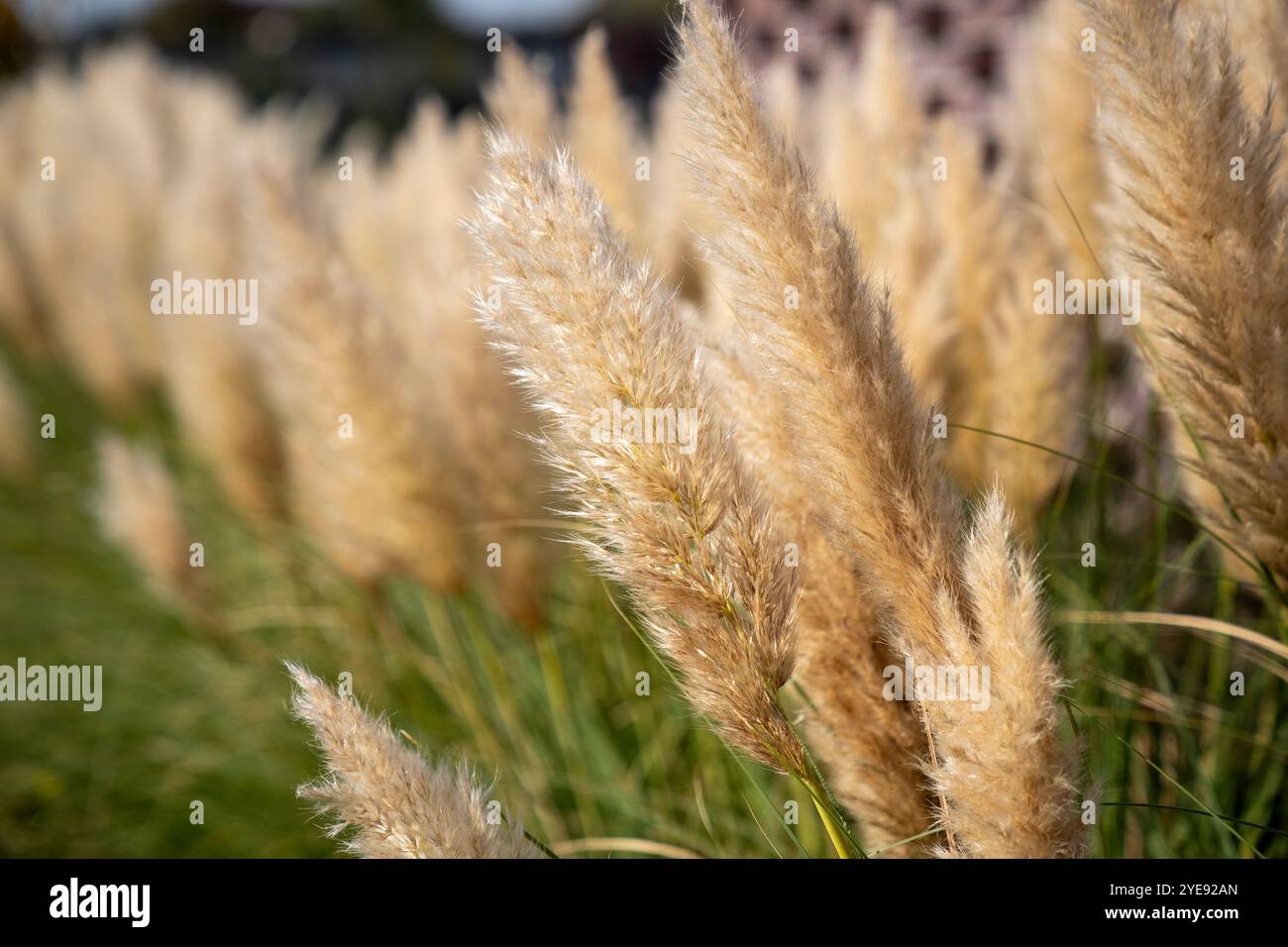 Wunderschönes Ziergras wächst im Herbst im Garten. Stockfoto