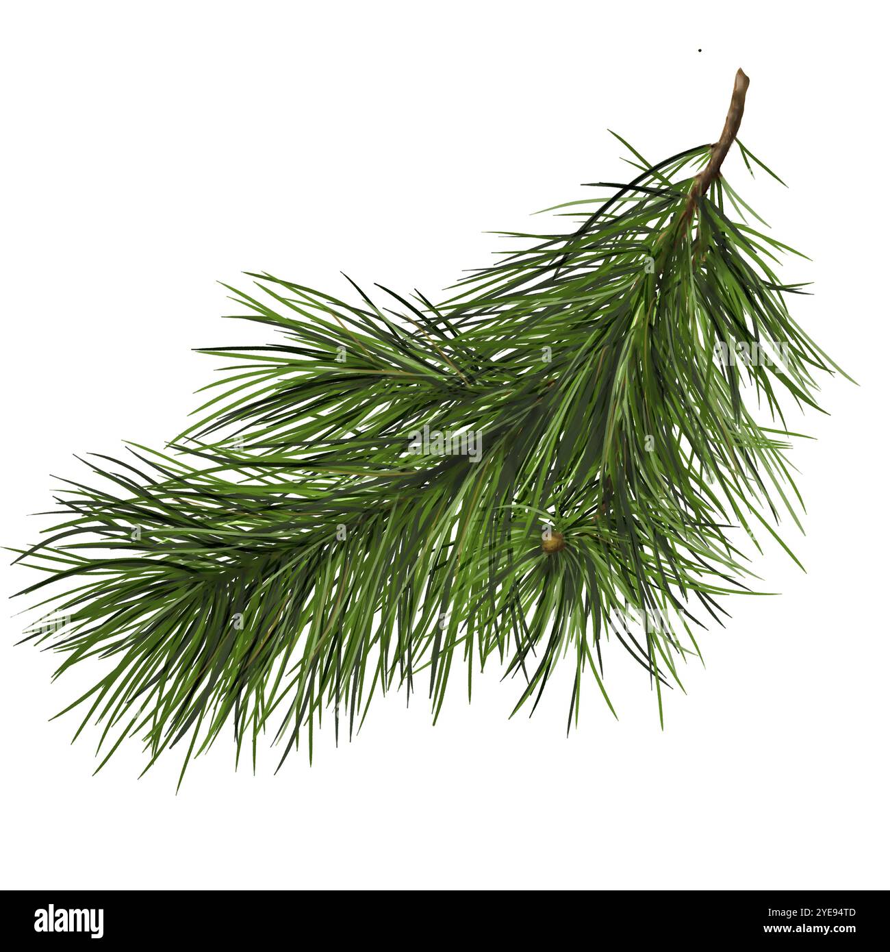 Kiefernäste. Wunderschöner grüner Weihnachtsbaum. Aquarellabbildung im digitalen Format. Nadelbaumzweige, botanische Illustration Stockfoto