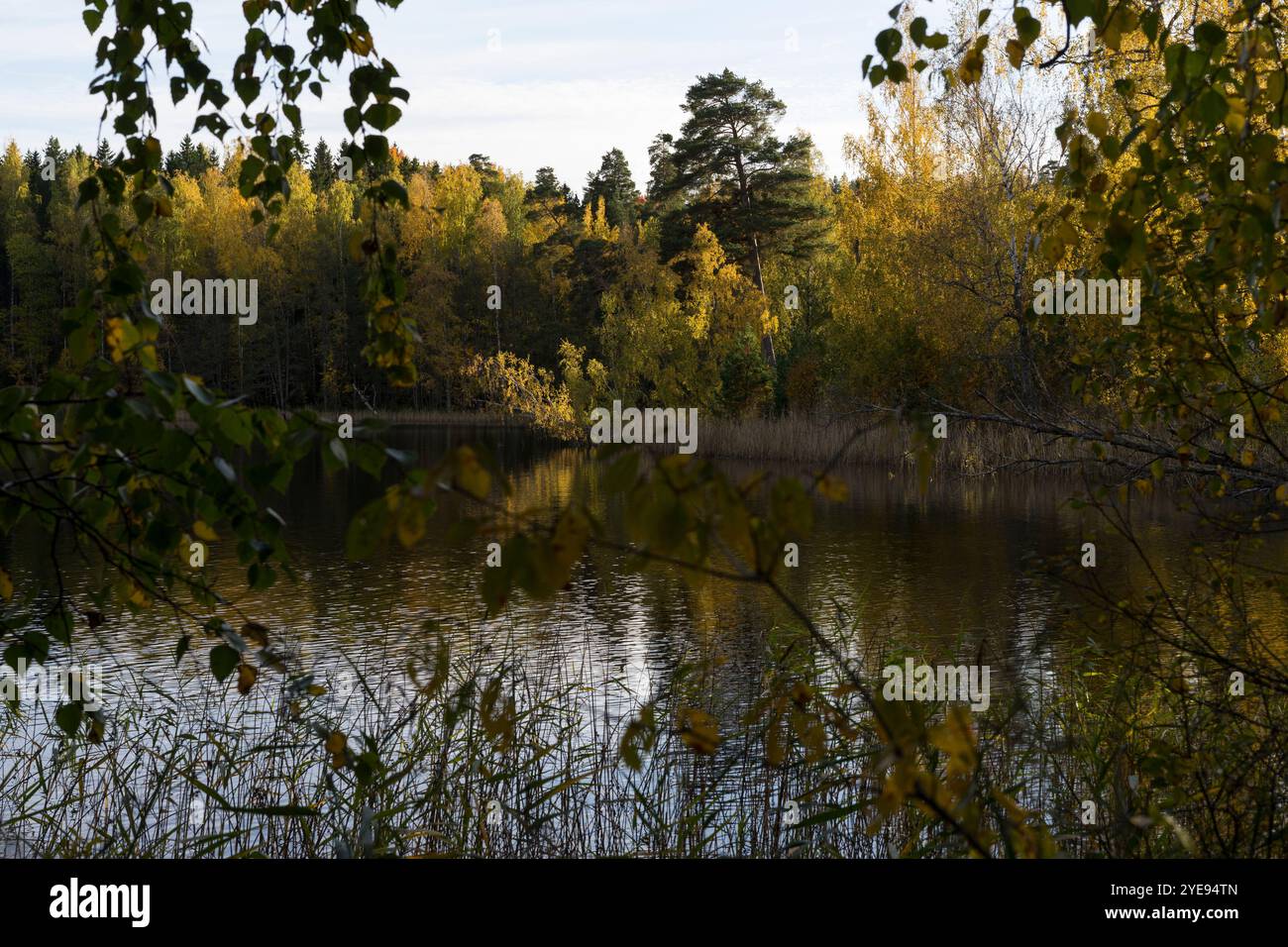 Schwedische Natur und Landschaft im Herbst. Schöner Wald mit Bäumen und einem See. Stockfoto