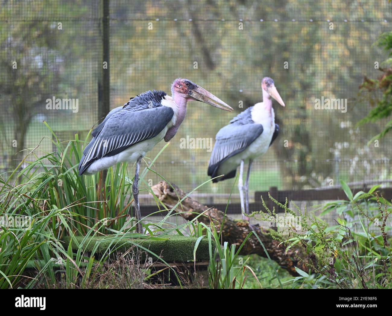 Marabou Stork 9 der Bestatter 0 genießt weiße Kürbisse gefüllt mit Fleischstücken, Ned aß den Großteil des Essens von den Kürbissen und Ingwer ... Stockfoto
