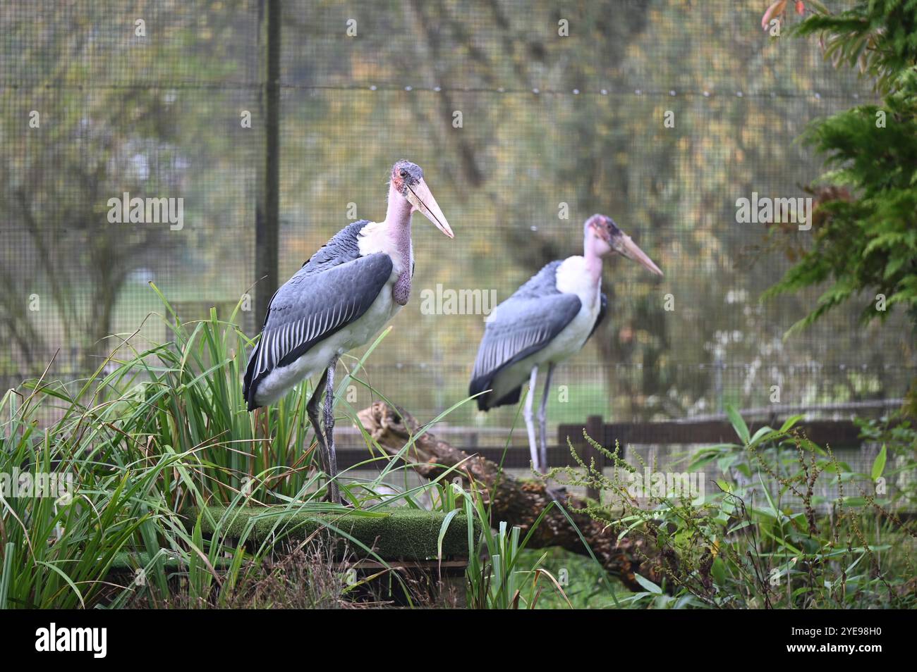 Marabou Stork 9 der Bestatter 0 genießt weiße Kürbisse gefüllt mit Fleischstücken, Ned aß den Großteil des Essens von den Kürbissen und Ingwer ... Stockfoto