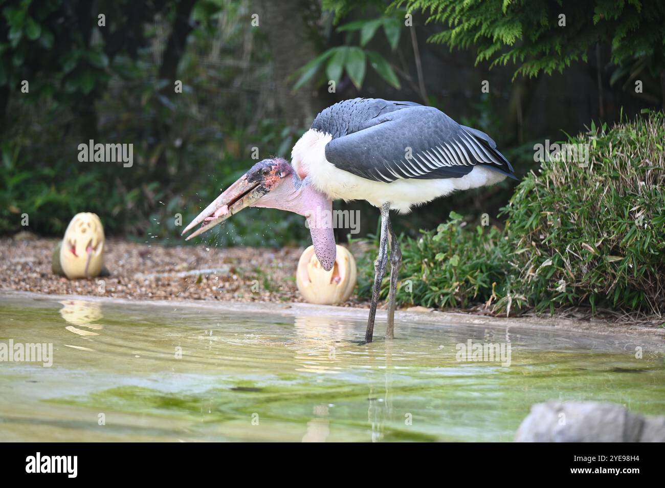 Marabou Stork 9 der Bestatter 0 genießt weiße Kürbisse gefüllt mit Fleischstücken, Ned aß den Großteil des Essens von den Kürbissen und Ingwer ... Stockfoto