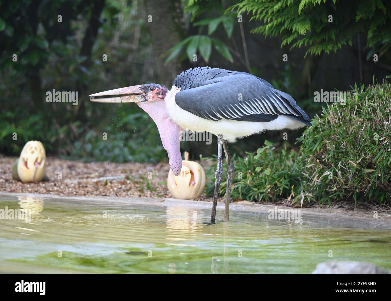 Marabou Stork 9 der Bestatter 0 genießt weiße Kürbisse gefüllt mit Fleischstücken, Ned aß den Großteil des Essens von den Kürbissen und Ingwer ... Stockfoto