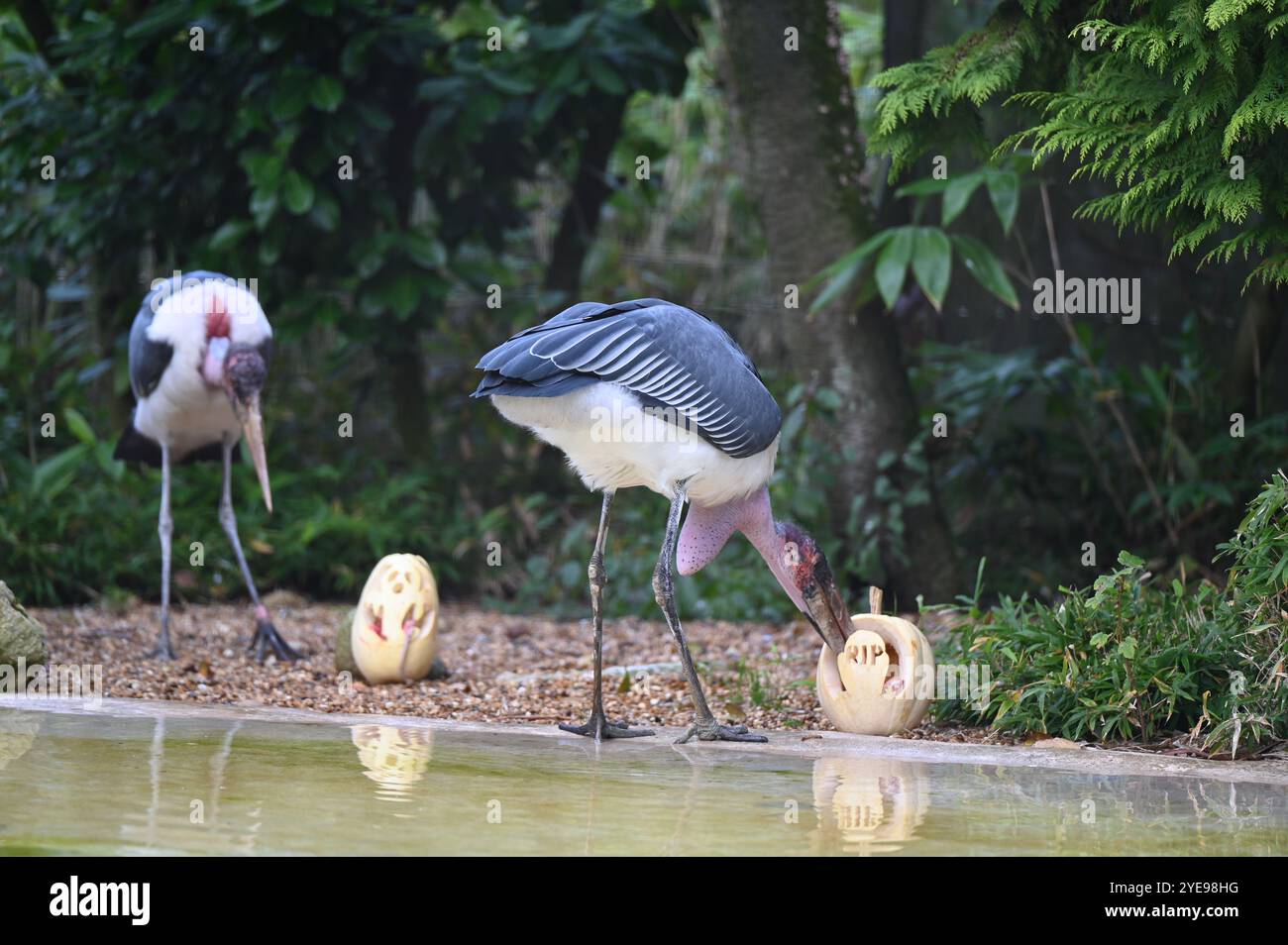 Marabou Stork 9 der Bestatter 0 genießt weiße Kürbisse gefüllt mit Fleischstücken, Ned aß den Großteil des Essens von den Kürbissen und Ingwer ... Stockfoto