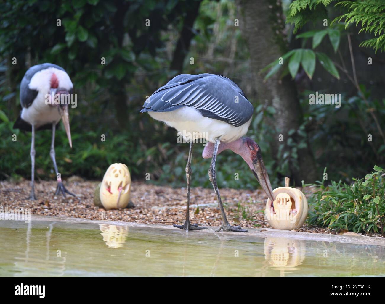Marabou Stork 9 der Bestatter 0 genießt weiße Kürbisse gefüllt mit Fleischstücken, Ned aß den Großteil des Essens von den Kürbissen und Ingwer ... Stockfoto