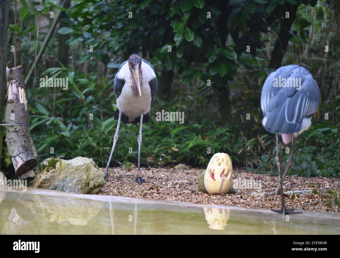 Marabou Stork 9 der Bestatter 0 genießt weiße Kürbisse gefüllt mit Fleischstücken, Ned aß den Großteil des Essens von den Kürbissen und Ingwer ... Stockfoto