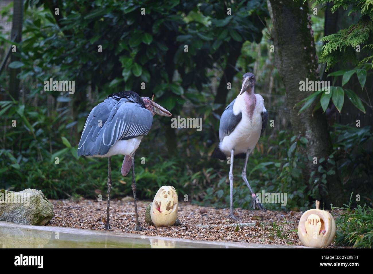 Marabou Stork 9 der Bestatter 0 genießt weiße Kürbisse gefüllt mit Fleischstücken, Ned aß den Großteil des Essens von den Kürbissen und Ingwer ... Stockfoto