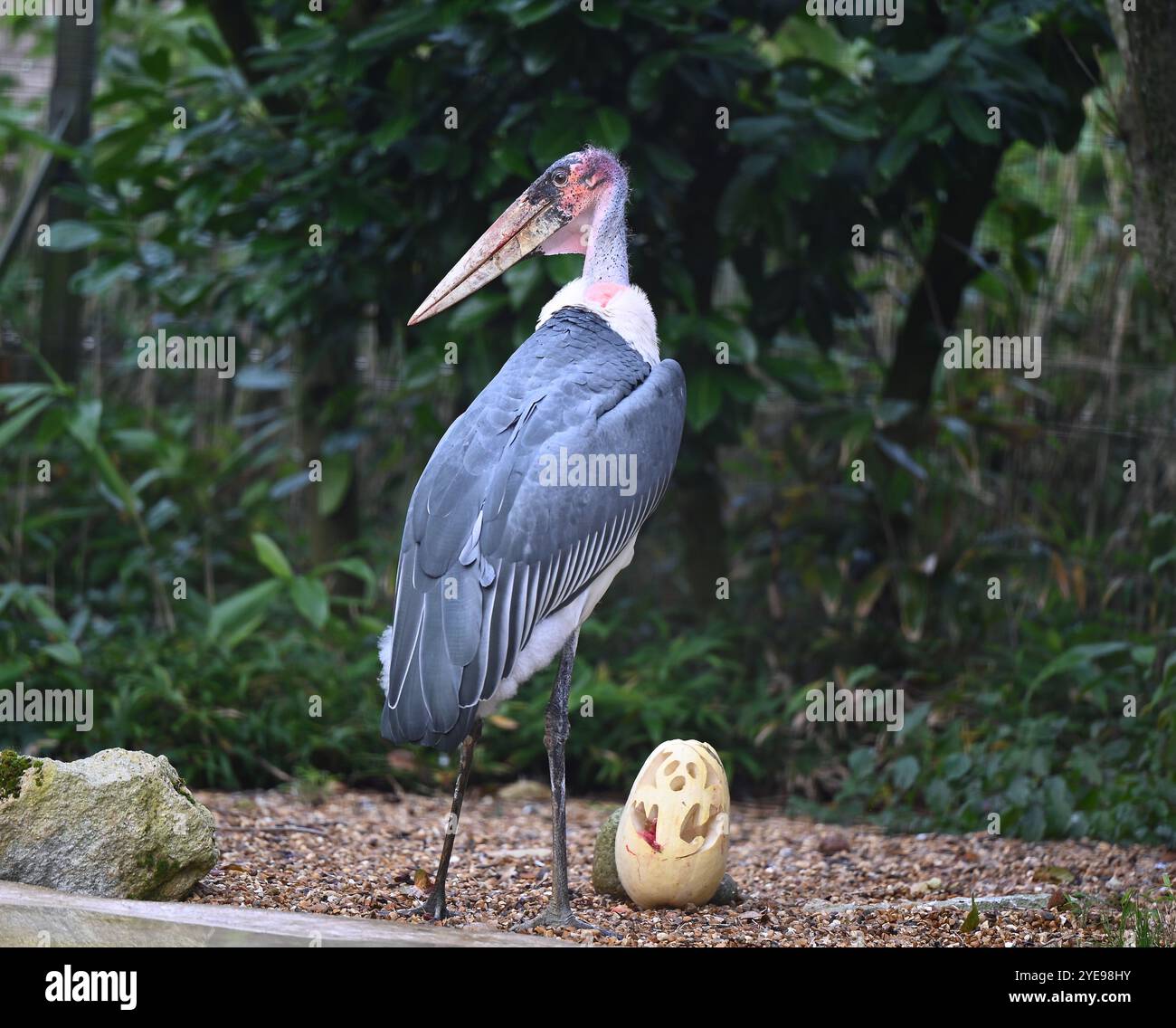 Marabou Stork 9 der Bestatter 0 genießt weiße Kürbisse gefüllt mit Fleischstücken, Ned aß den Großteil des Essens von den Kürbissen und Ingwer ... Stockfoto