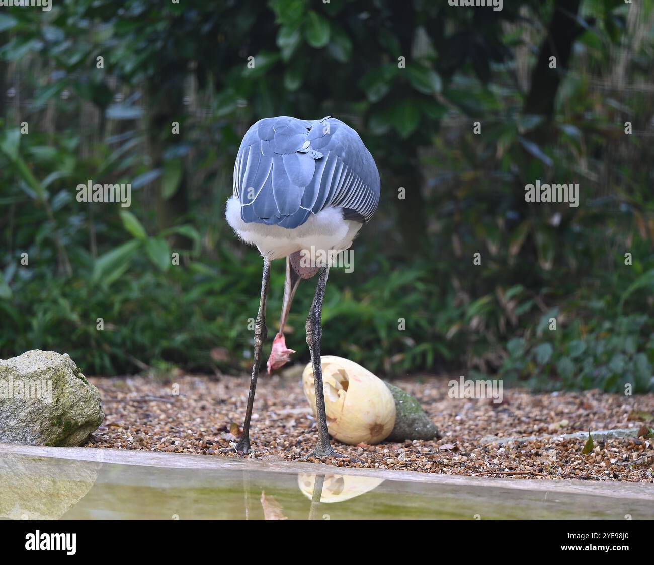 Marabou Stork 9 der Bestatter 0 genießt weiße Kürbisse gefüllt mit Fleischstücken, Ned aß den Großteil des Essens von den Kürbissen und Ingwer ... Stockfoto