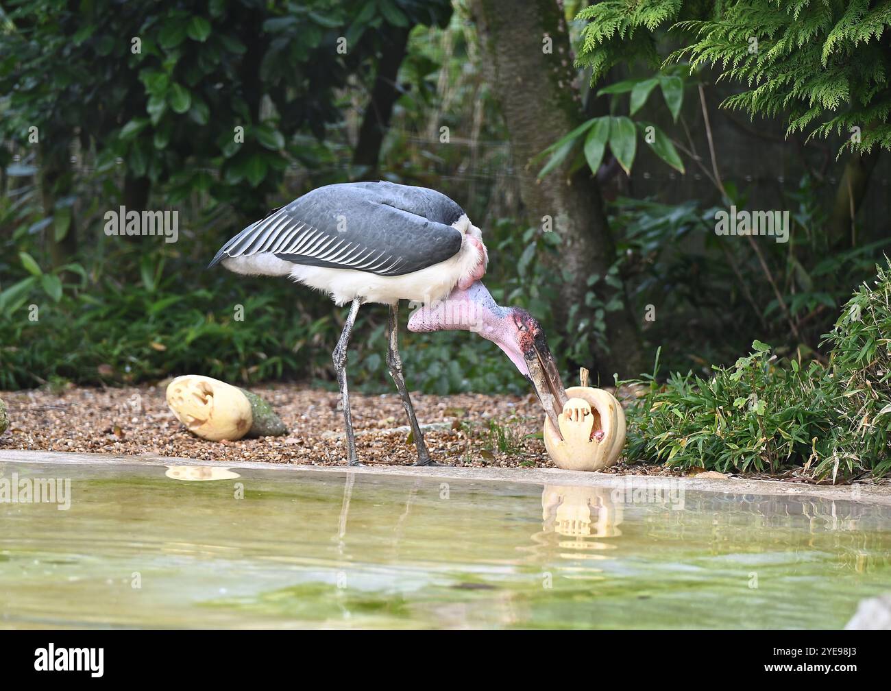 Marabou Stork 9 der Bestatter 0 genießt weiße Kürbisse gefüllt mit Fleischstücken, Ned aß den Großteil des Essens von den Kürbissen und Ingwer ... Stockfoto