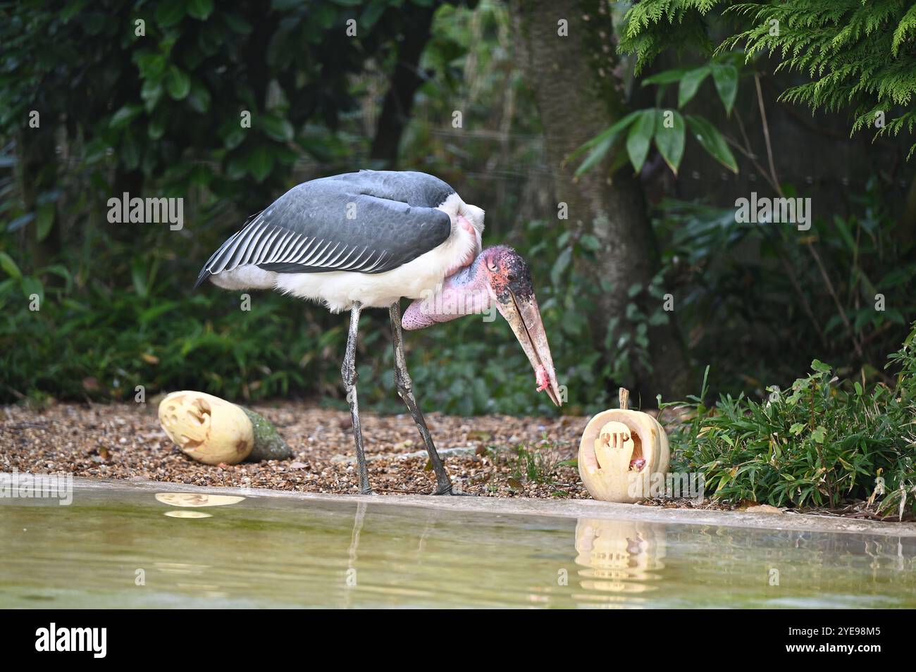 Marabou Stork 9 der Bestatter 0 genießt weiße Kürbisse gefüllt mit Fleischstücken, Ned aß den Großteil des Essens von den Kürbissen und Ingwer ... Stockfoto