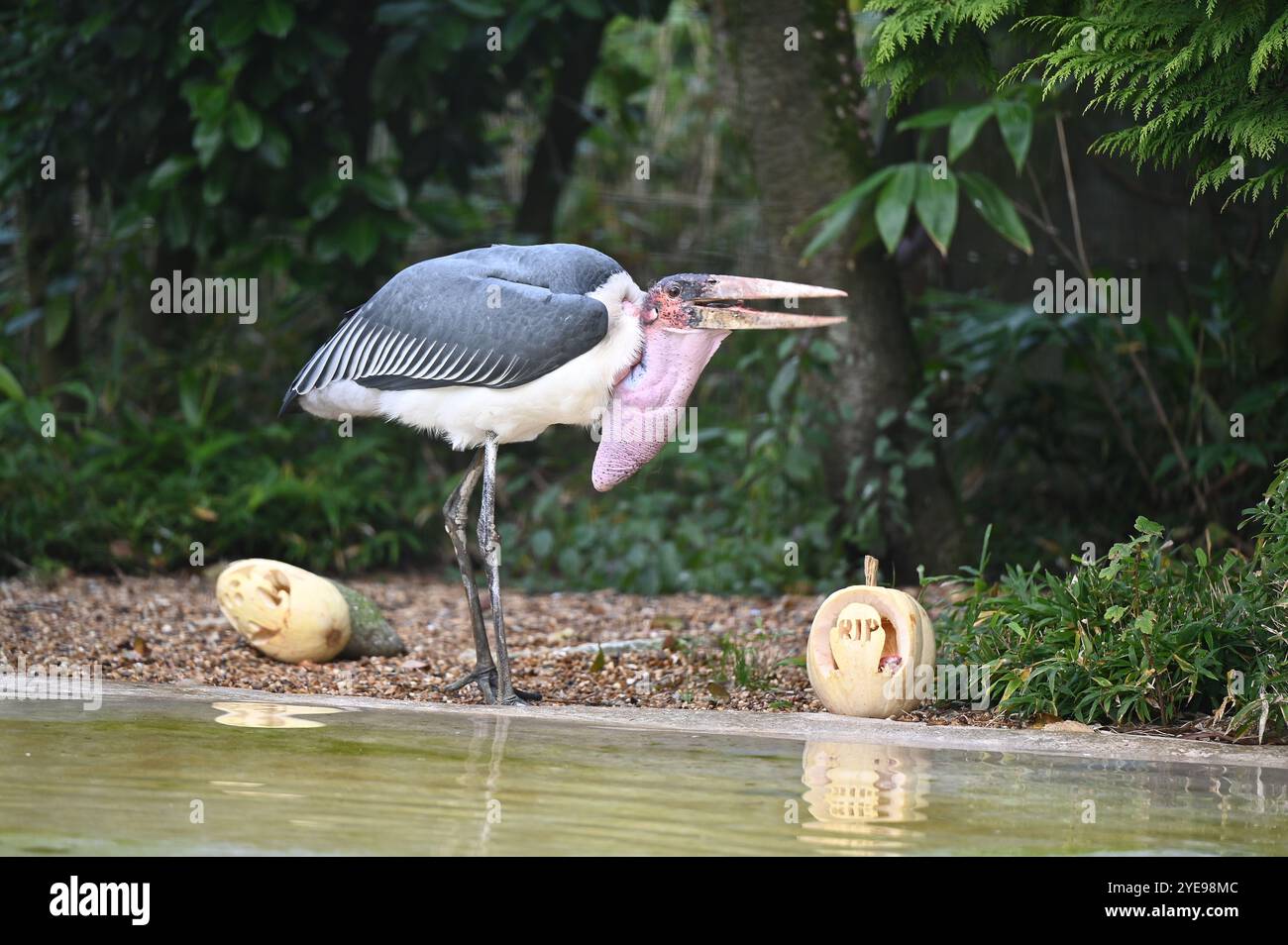Marabou Stork 9 der Bestatter 0 genießt weiße Kürbisse gefüllt mit Fleischstücken, Ned aß den Großteil des Essens von den Kürbissen und Ingwer ... Stockfoto