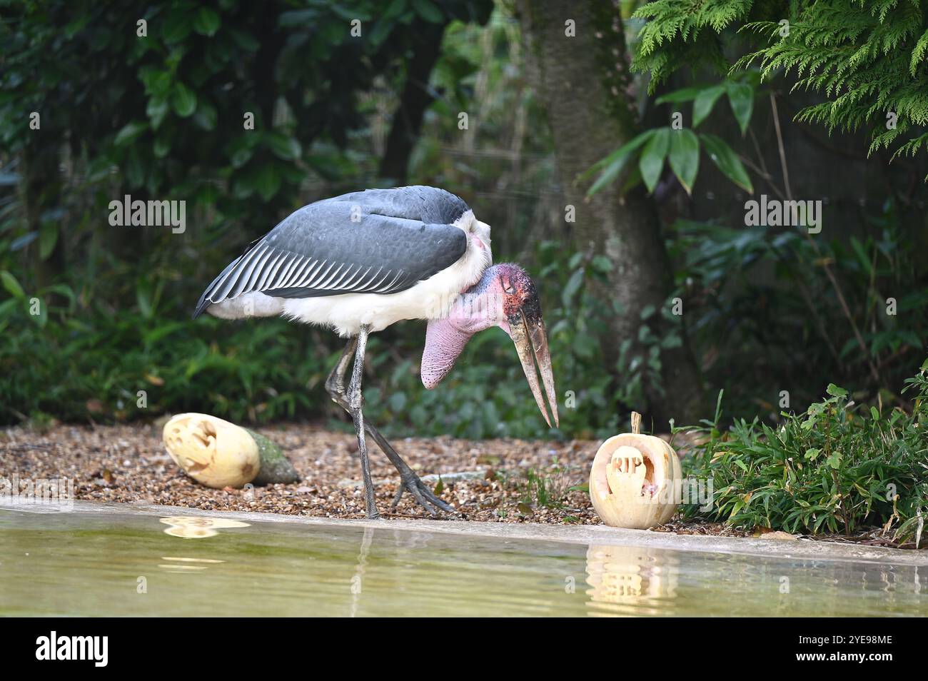 Marabou Stork 9 der Bestatter 0 genießt weiße Kürbisse gefüllt mit Fleischstücken, Ned aß den Großteil des Essens von den Kürbissen und Ingwer ... Stockfoto