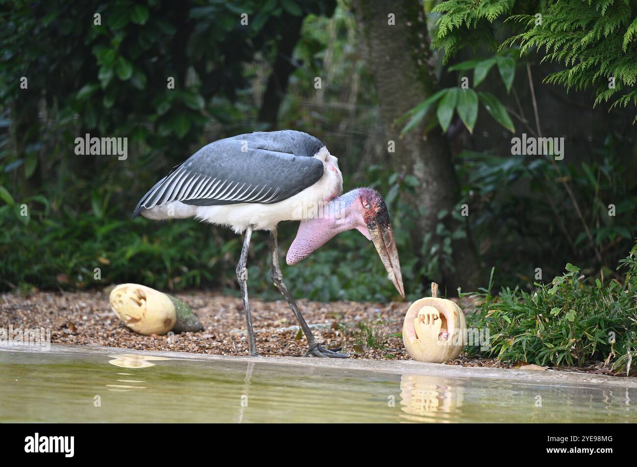 Marabou Stork 9 der Bestatter 0 genießt weiße Kürbisse gefüllt mit Fleischstücken, Ned aß den Großteil des Essens von den Kürbissen und Ingwer ... Stockfoto