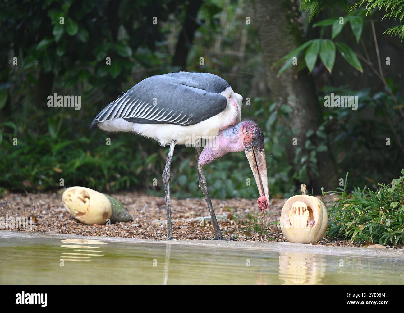 Marabou Stork 9 der Bestatter 0 genießt weiße Kürbisse gefüllt mit Fleischstücken, Ned aß den Großteil des Essens von den Kürbissen und Ingwer ... Stockfoto