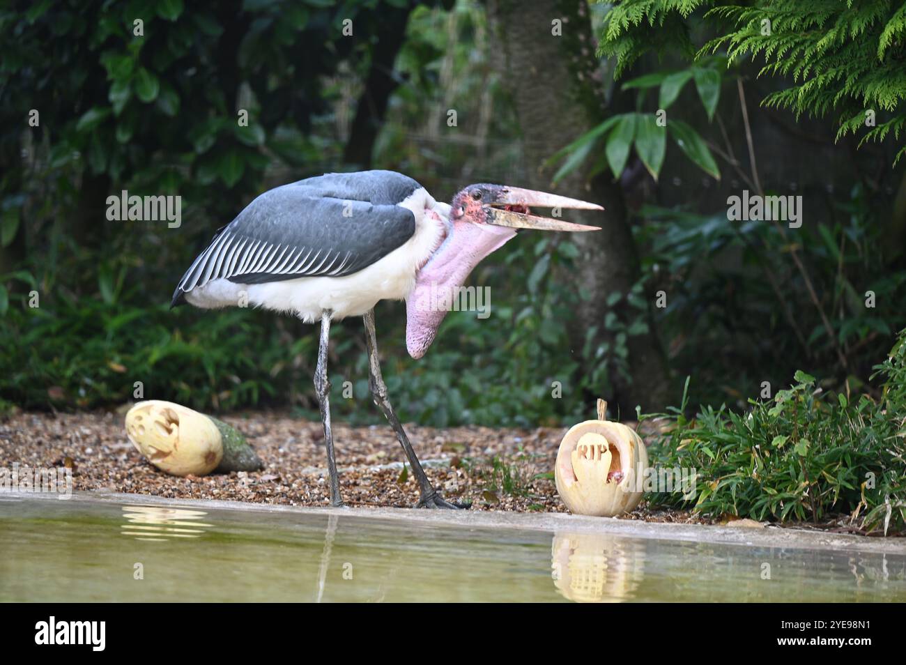 Marabou Stork 9 der Bestatter 0 genießt weiße Kürbisse gefüllt mit Fleischstücken, Ned aß den Großteil des Essens von den Kürbissen und Ingwer ... Stockfoto