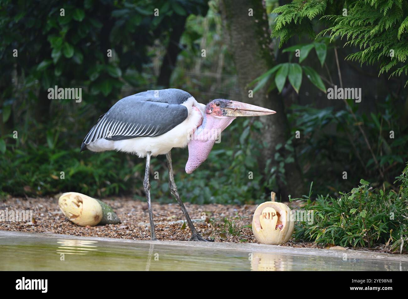 Marabou Stork 9 der Bestatter 0 genießt weiße Kürbisse gefüllt mit Fleischstücken, Ned aß den Großteil des Essens von den Kürbissen und Ingwer ... Stockfoto