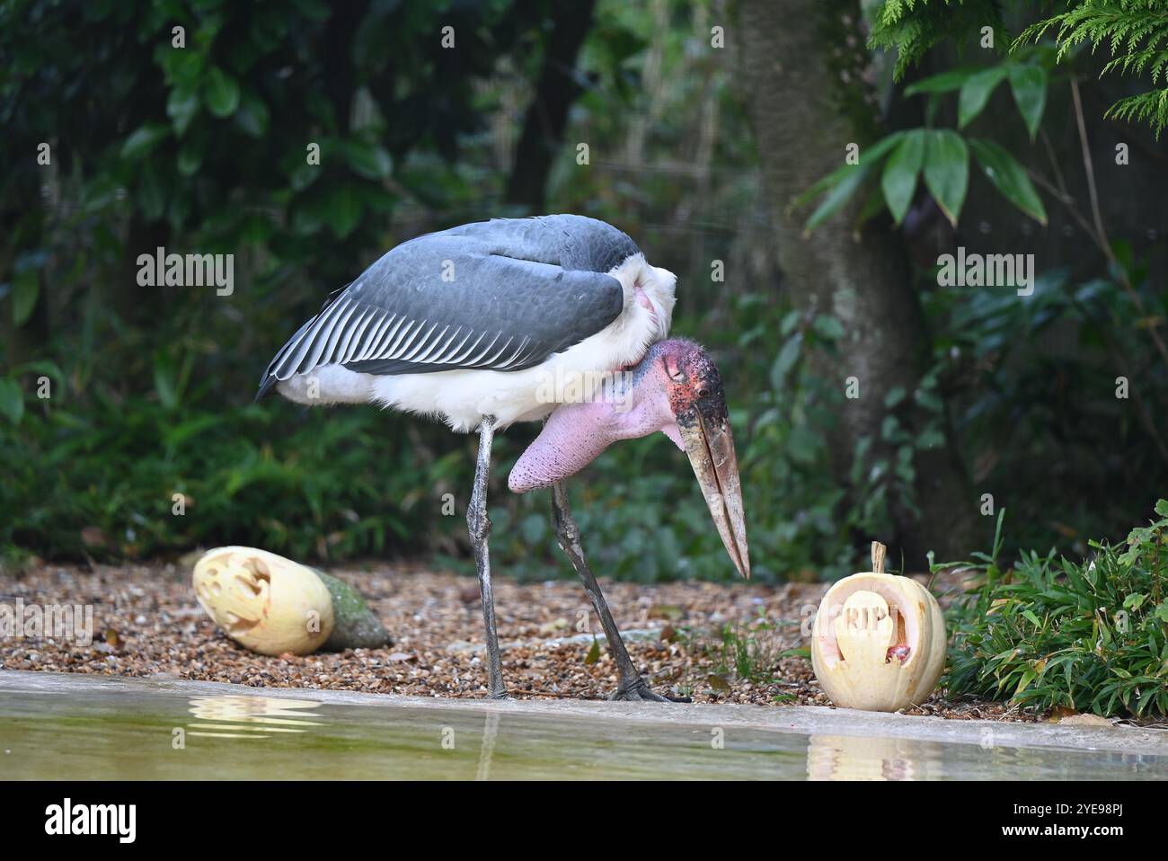 Marabou Stork 9 der Bestatter 0 genießt weiße Kürbisse gefüllt mit Fleischstücken, Ned aß den Großteil des Essens von den Kürbissen und Ingwer ... Stockfoto