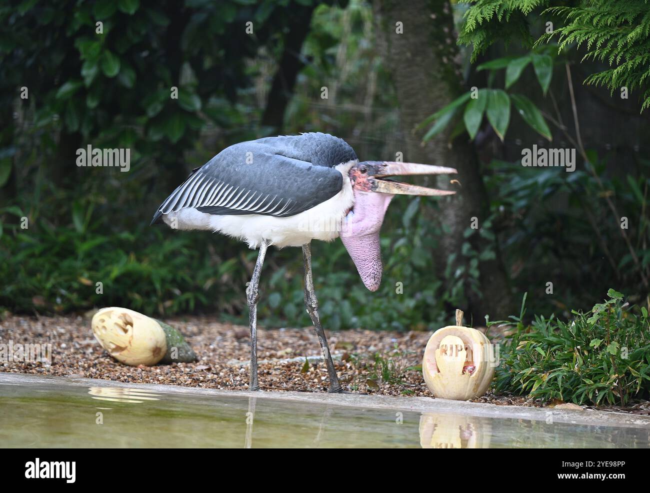 Marabou Stork 9 der Bestatter 0 genießt weiße Kürbisse gefüllt mit Fleischstücken, Ned aß den Großteil des Essens von den Kürbissen und Ingwer ... Stockfoto