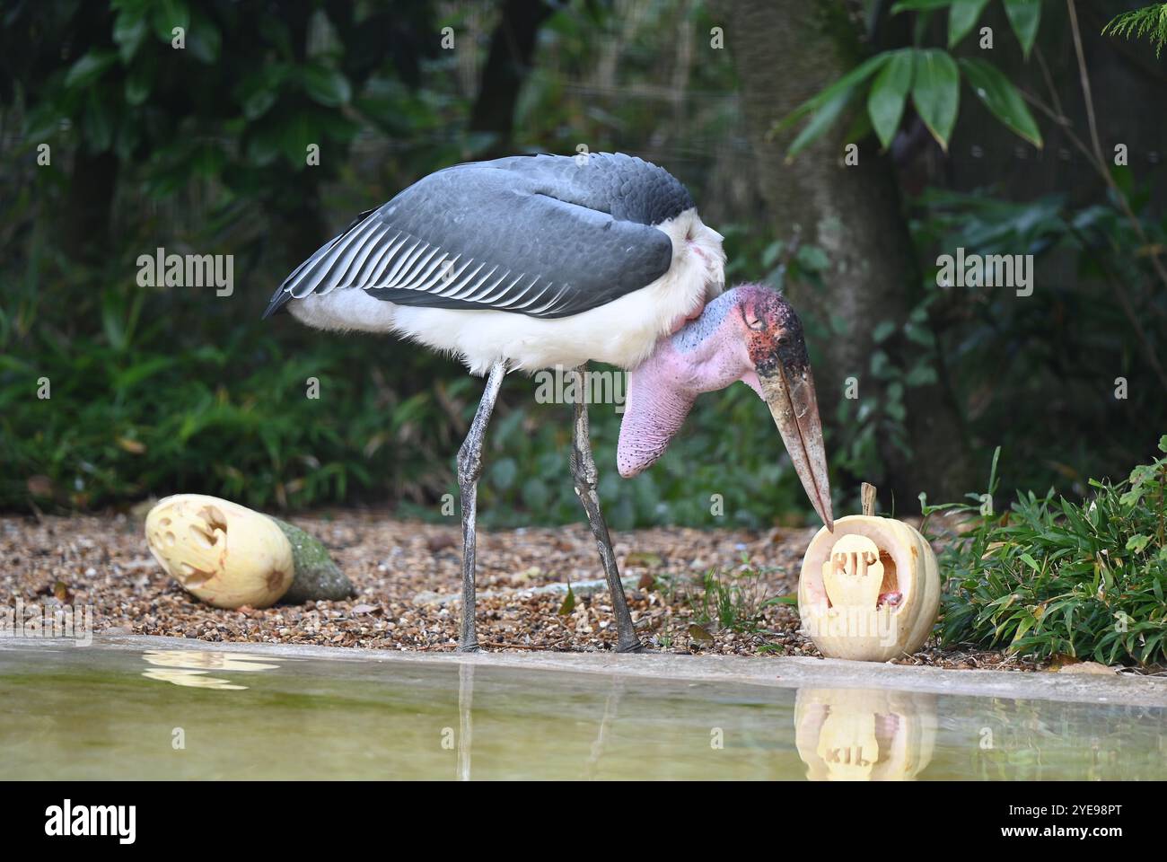 Marabou Stork 9 der Bestatter 0 genießt weiße Kürbisse gefüllt mit Fleischstücken, Ned aß den Großteil des Essens von den Kürbissen und Ingwer ... Stockfoto