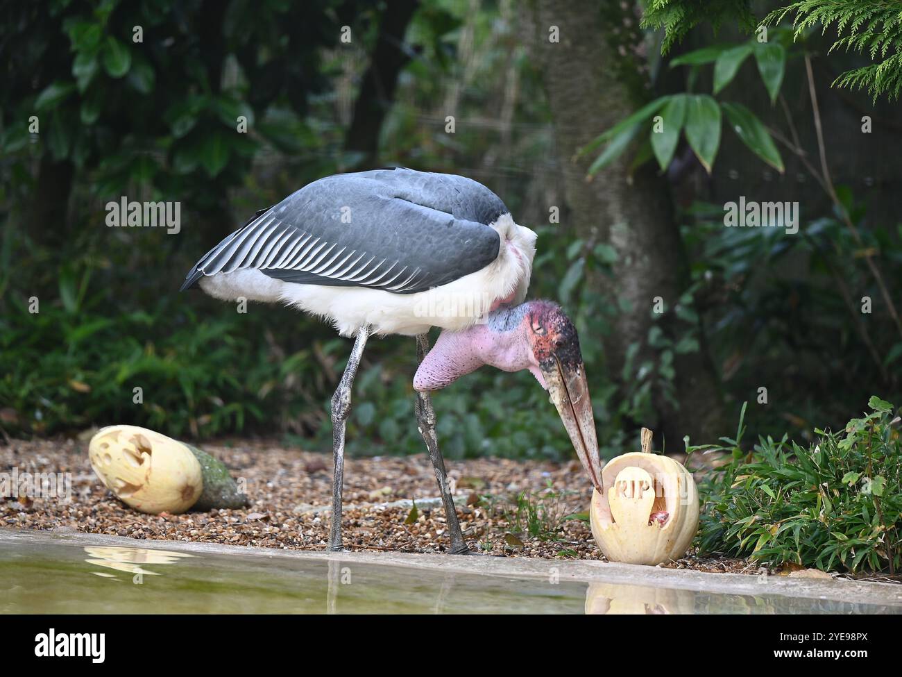 Marabou Stork 9 der Bestatter 0 genießt weiße Kürbisse gefüllt mit Fleischstücken, Ned aß den Großteil des Essens von den Kürbissen und Ingwer ... Stockfoto