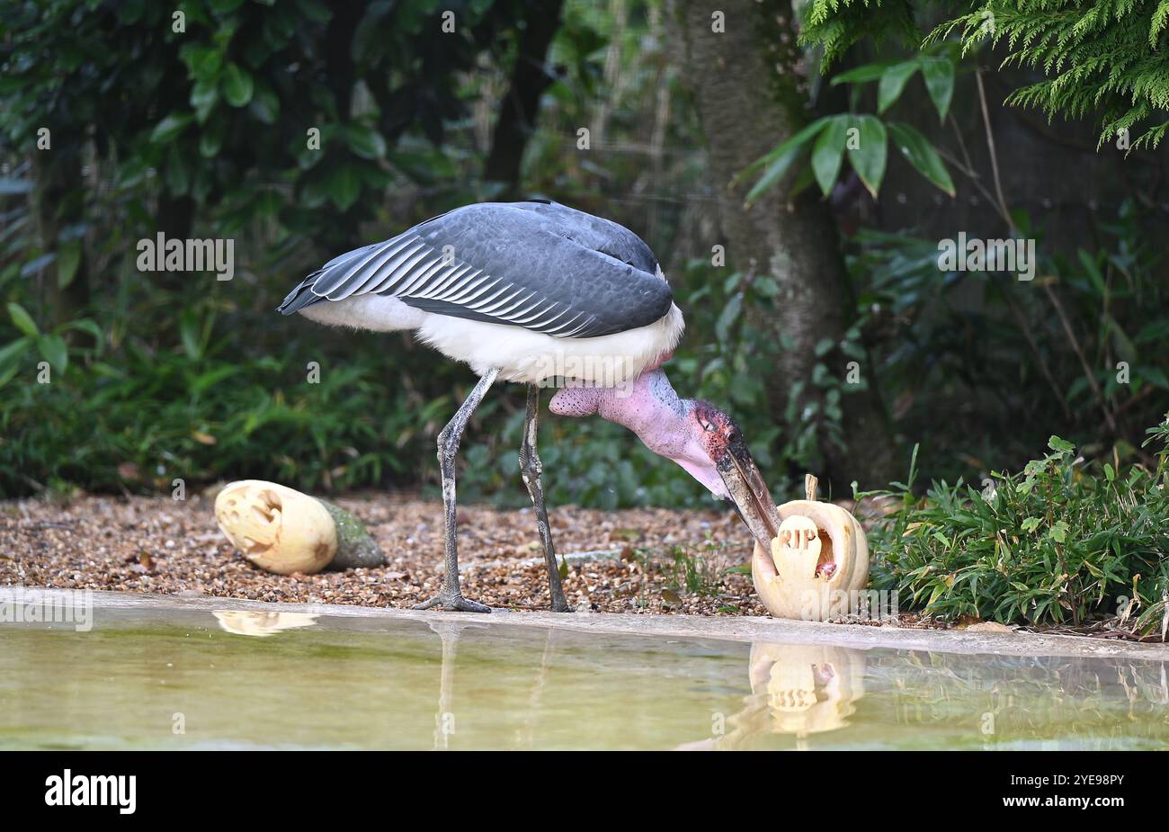 Marabou Stork 9 der Bestatter 0 genießt weiße Kürbisse gefüllt mit Fleischstücken, Ned aß den Großteil des Essens von den Kürbissen und Ingwer ... Stockfoto