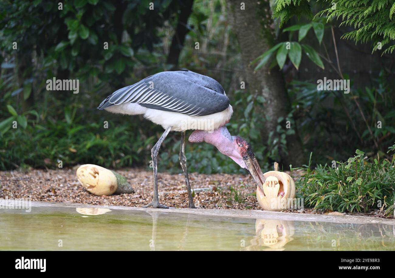 Marabou Stork 9 der Bestatter 0 genießt weiße Kürbisse gefüllt mit Fleischstücken, Ned aß den Großteil des Essens von den Kürbissen und Ingwer ... Stockfoto