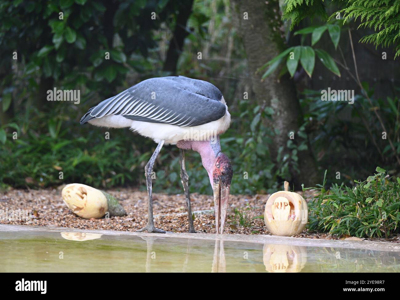 Marabou Stork 9 der Bestatter 0 genießt weiße Kürbisse gefüllt mit Fleischstücken, Ned aß den Großteil des Essens von den Kürbissen und Ingwer ... Stockfoto
