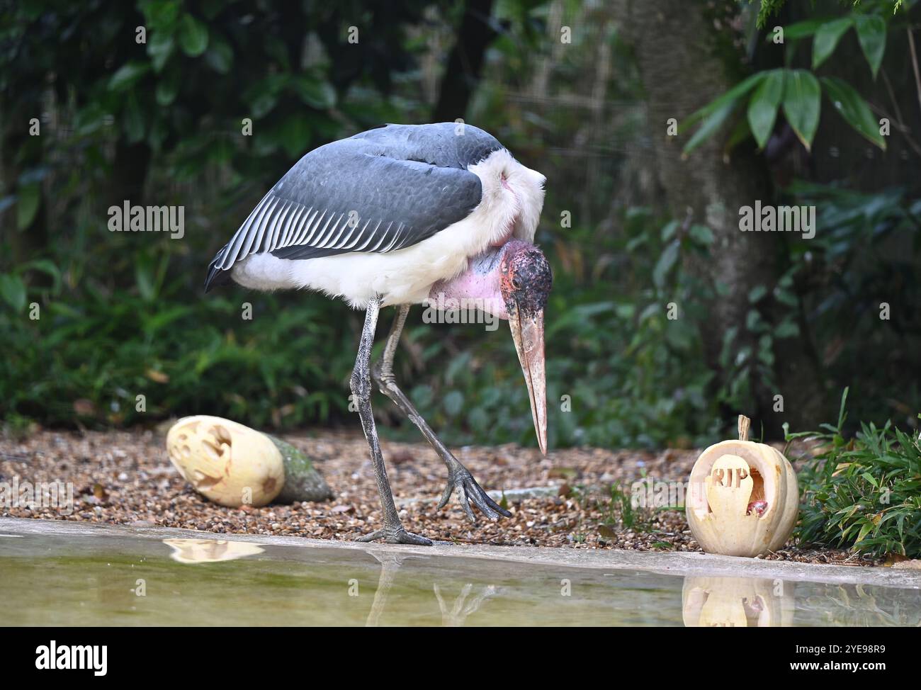 Marabou Stork 9 der Bestatter 0 genießt weiße Kürbisse gefüllt mit Fleischstücken, Ned aß den Großteil des Essens von den Kürbissen und Ingwer ... Stockfoto