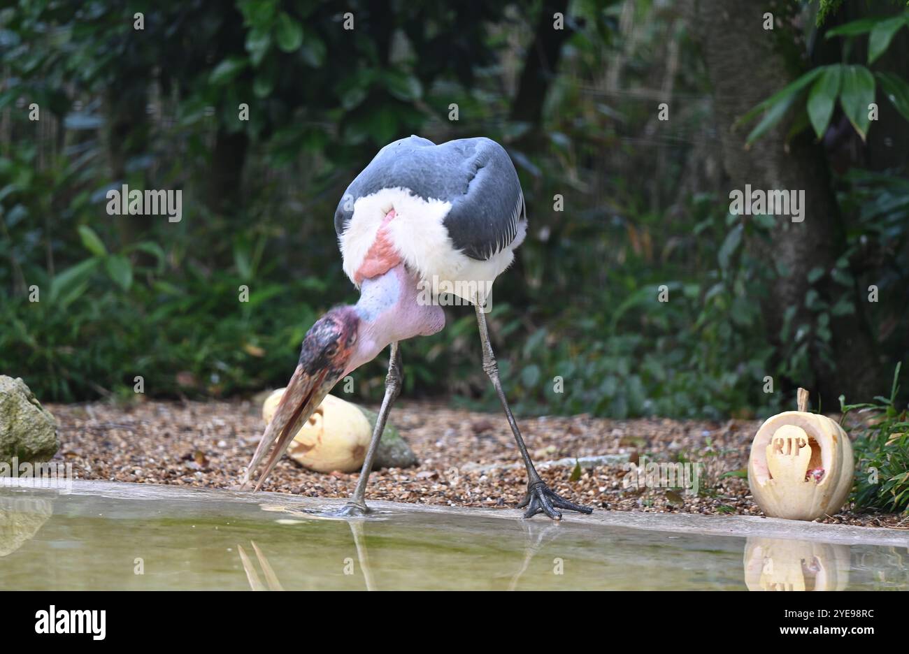 Marabou Stork 9 der Bestatter 0 genießt weiße Kürbisse gefüllt mit Fleischstücken, Ned aß den Großteil des Essens von den Kürbissen und Ingwer ... Stockfoto