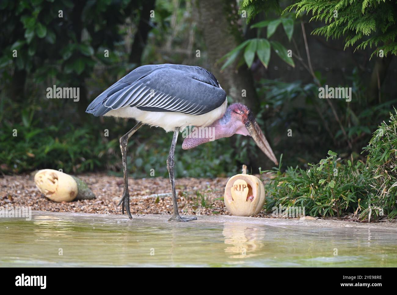 Marabou Stork 9 der Bestatter 0 genießt weiße Kürbisse gefüllt mit Fleischstücken, Ned aß den Großteil des Essens von den Kürbissen und Ingwer ... Stockfoto