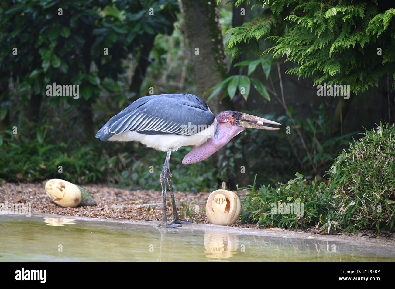 Marabou Stork 9 der Bestatter 0 genießt weiße Kürbisse gefüllt mit Fleischstücken, Ned aß den Großteil des Essens von den Kürbissen und Ingwer ... Stockfoto