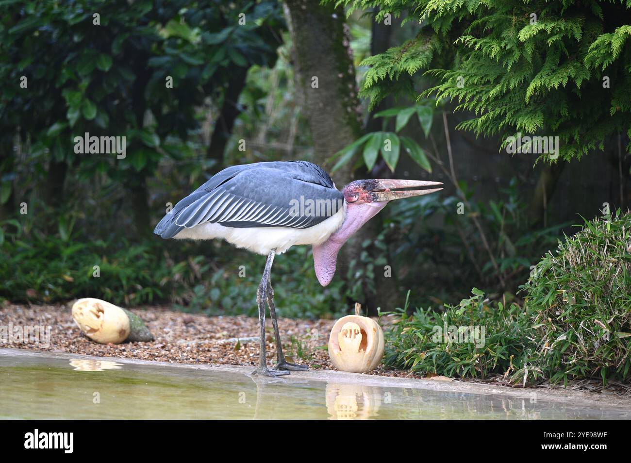 Marabou Stork 9 der Bestatter 0 genießt weiße Kürbisse gefüllt mit Fleischstücken, Ned aß den Großteil des Essens von den Kürbissen und Ingwer ... Stockfoto