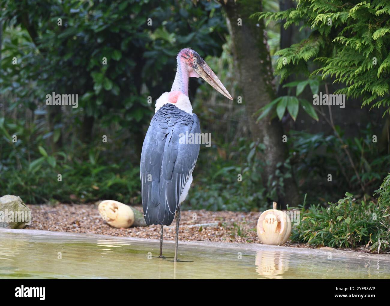 Marabou Stork 9 der Bestatter 0 genießt weiße Kürbisse gefüllt mit Fleischstücken, Ned aß den Großteil des Essens von den Kürbissen und Ingwer ... Stockfoto