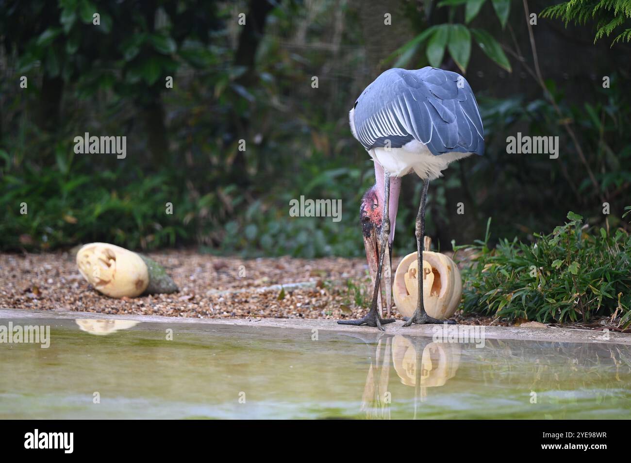 Marabou Stork 9 der Bestatter 0 genießt weiße Kürbisse gefüllt mit Fleischstücken, Ned aß den Großteil des Essens von den Kürbissen und Ingwer ... Stockfoto